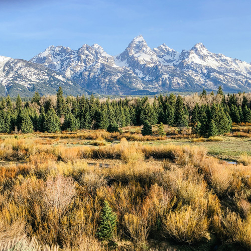 Yellow shrubs in front of green pine trees, with towering grey mountains dusted in snow in the background