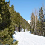 Completely snow-covered path winds through bright green pine trees