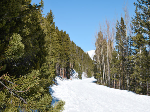 Completely snow-covered path winds through bright green pine trees
