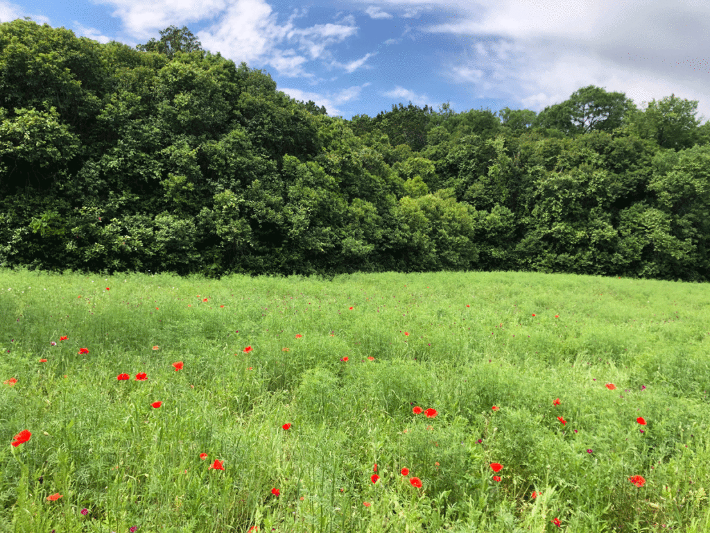 Grassy green field with small red wildflowers in front of a bushy tree line